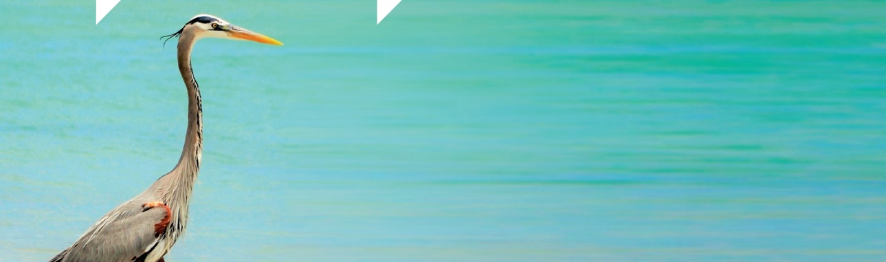 Financial Sector Supervision Report 2024